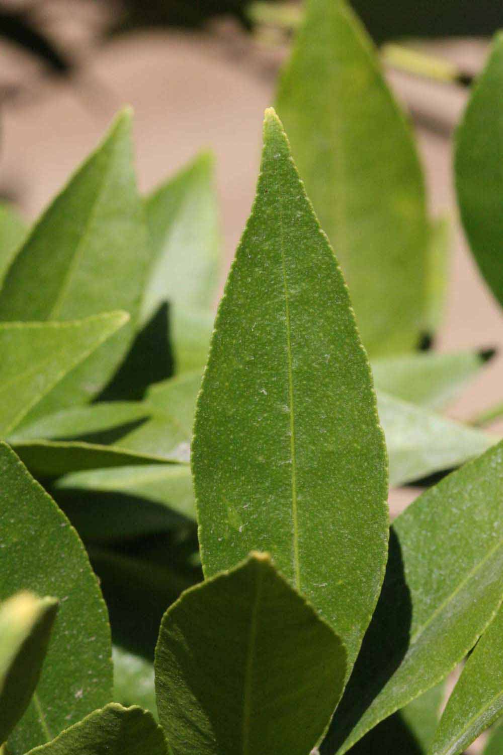              Margin (Riverside, CA)       